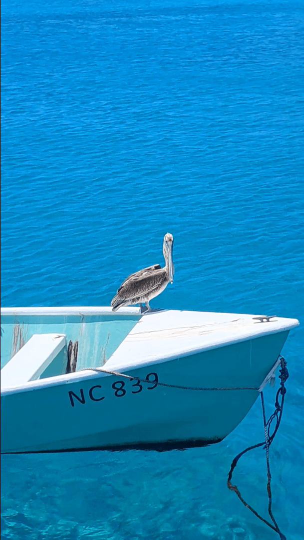 Boat Trips Curacao - Pelican