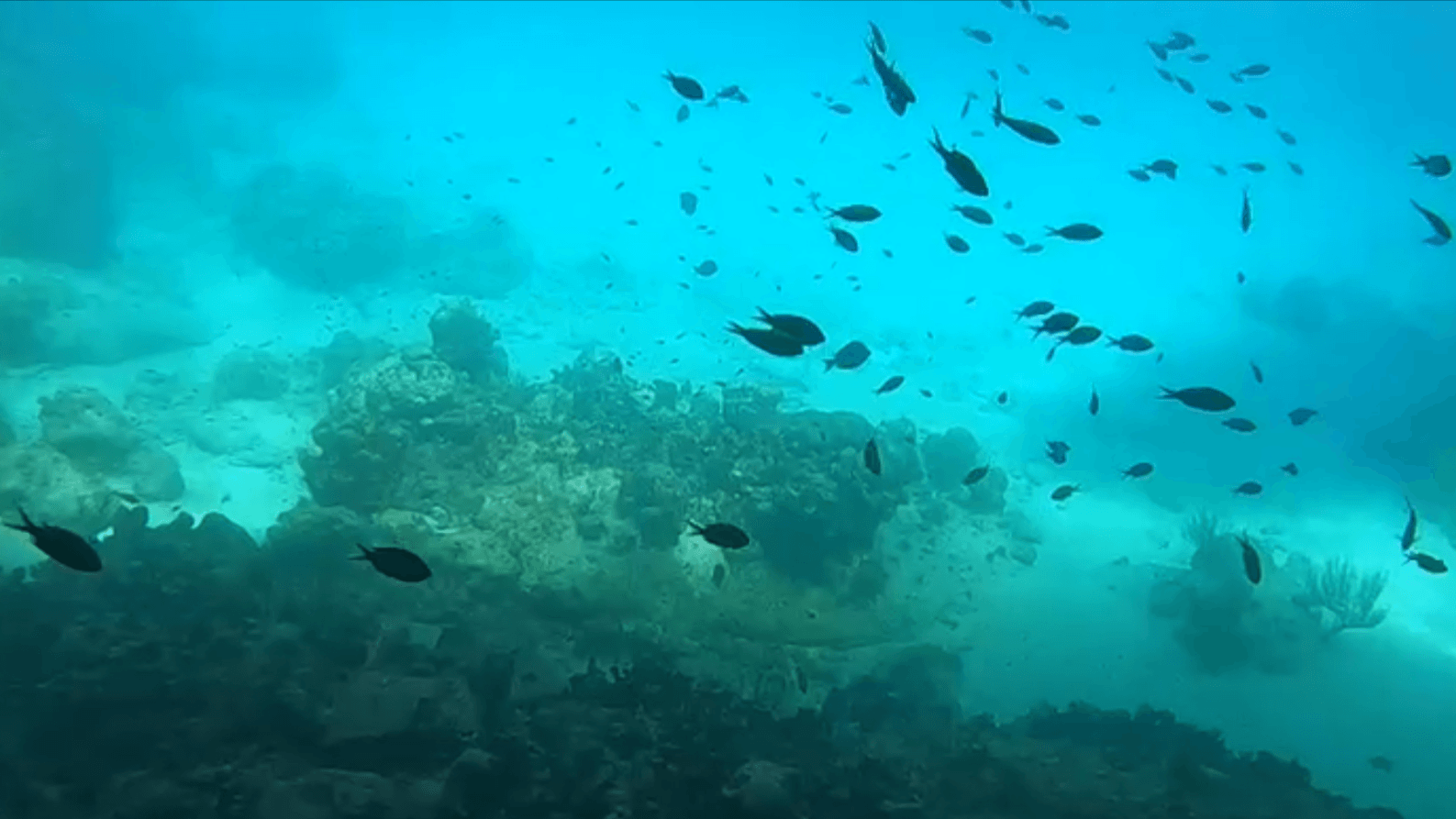 Blauwe Kamer Curacao - vissen