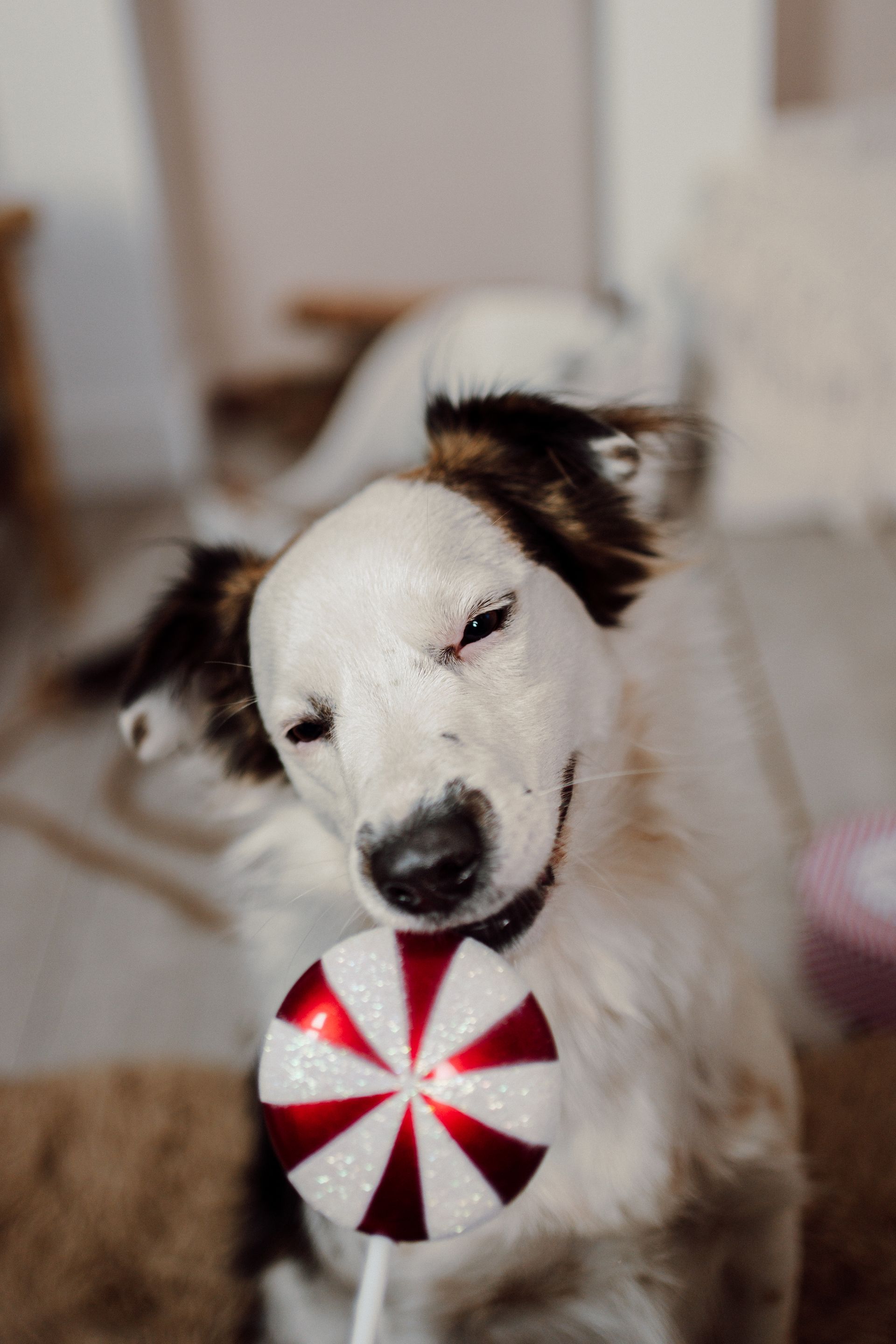 Foto di Natale cani