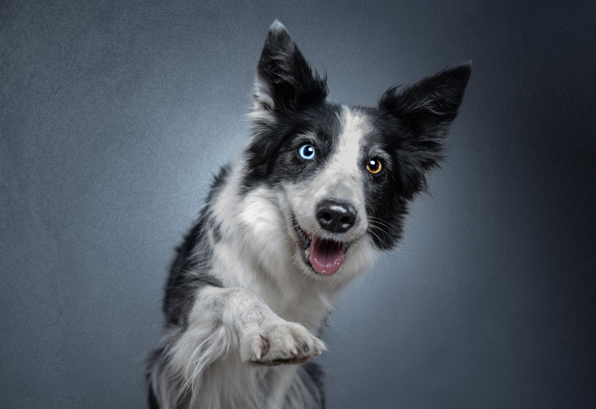 Fotografo di cani
Ritratti di cani
Fotografo di cani modenaFotografo di cani
Ritratti di cani
Fotografo di cani modena