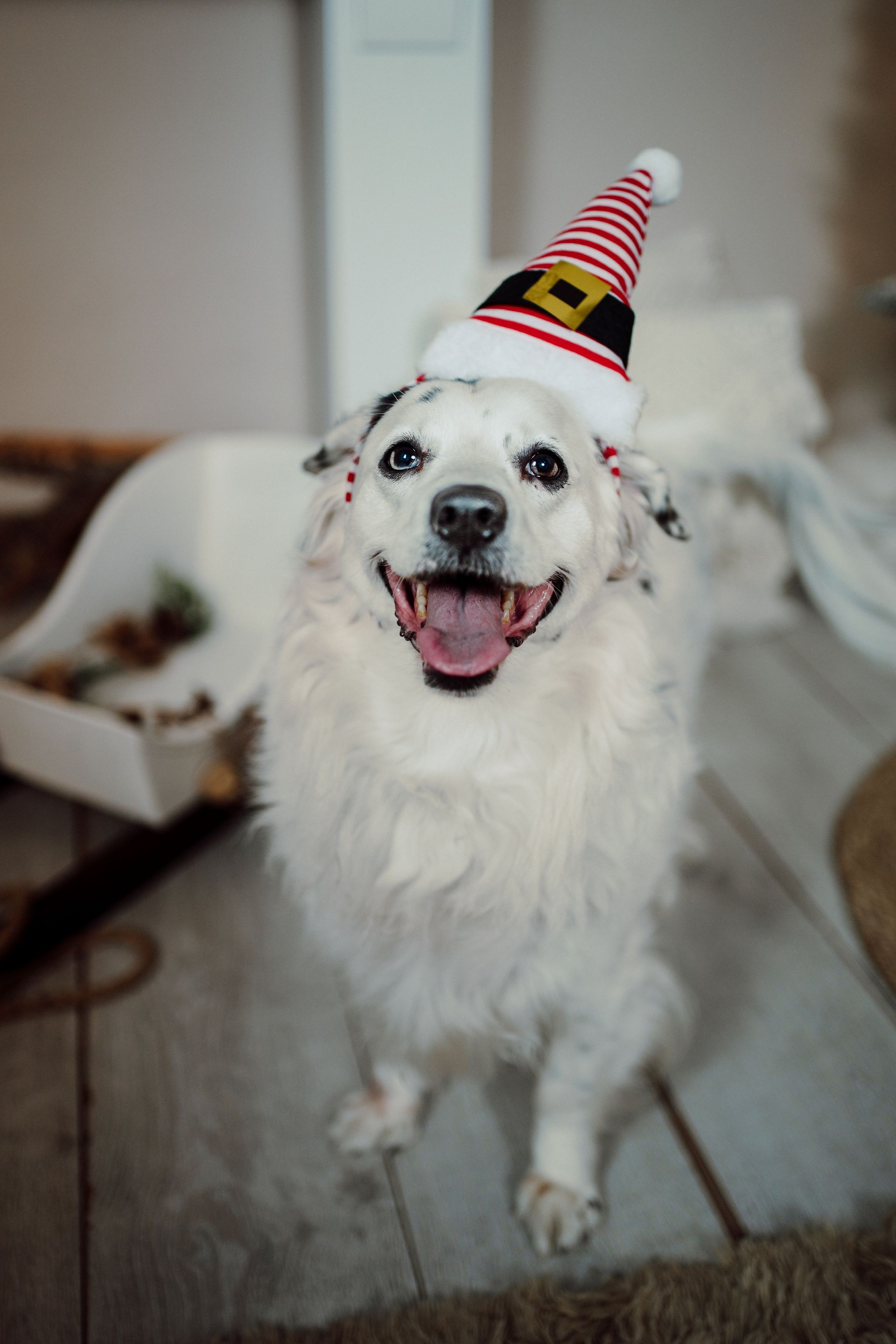 Foto di Natale cani