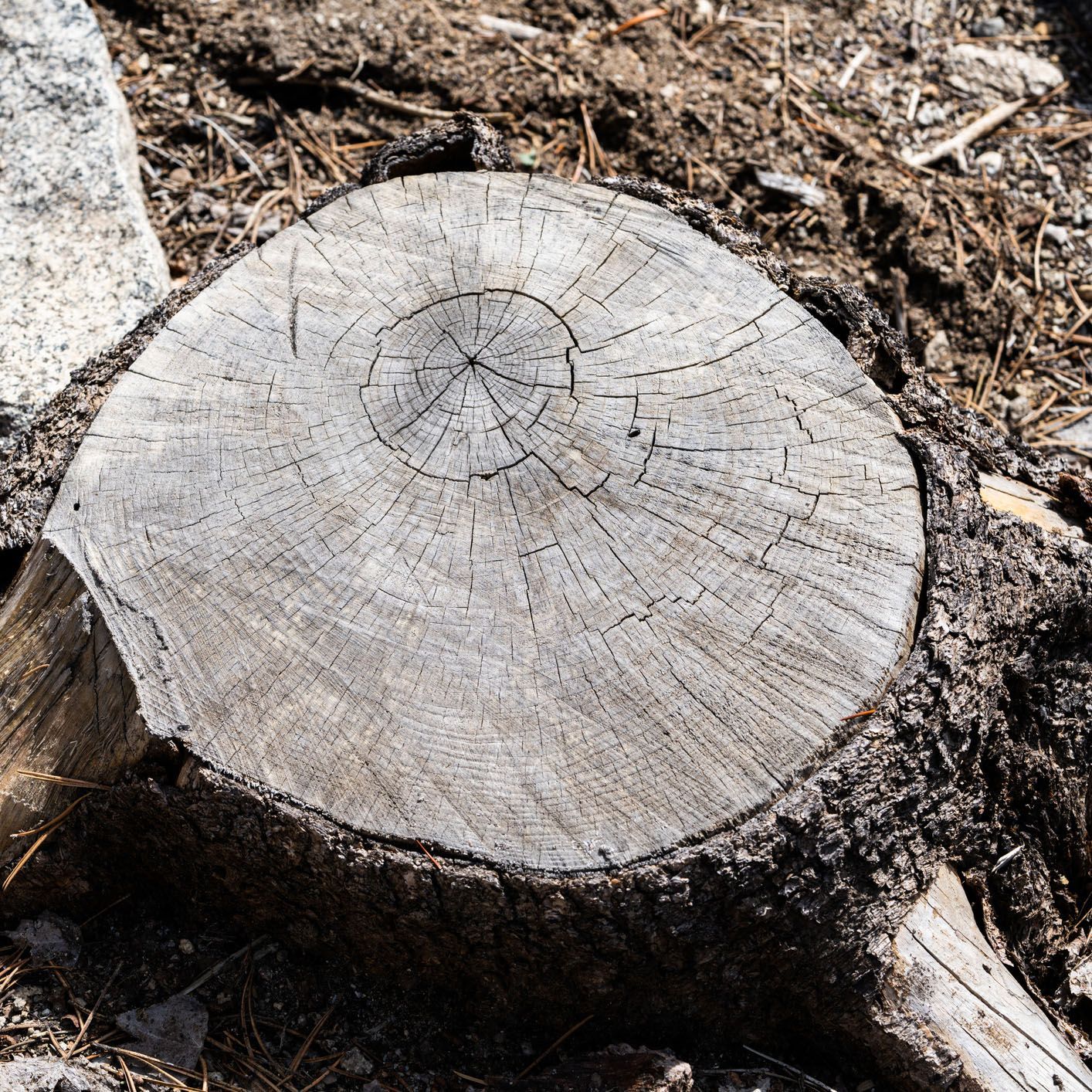 A close up of a tree stump in the dirt. A close up of a tree stump in the dirt.