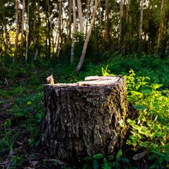 A tree stump in the middle of a forest A tree stump in the middle of a forest