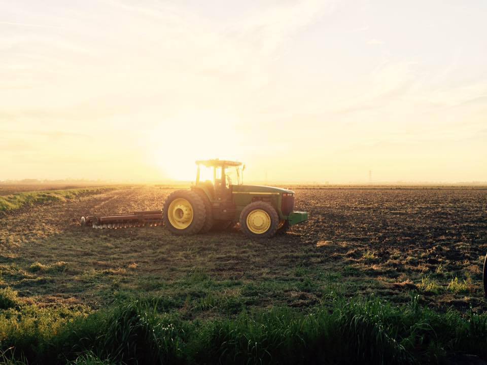 Sutter Buttes Rice Giusti Custom Rice & Spraying | Yuba/Sutter, Colusa, Butte, Yolo