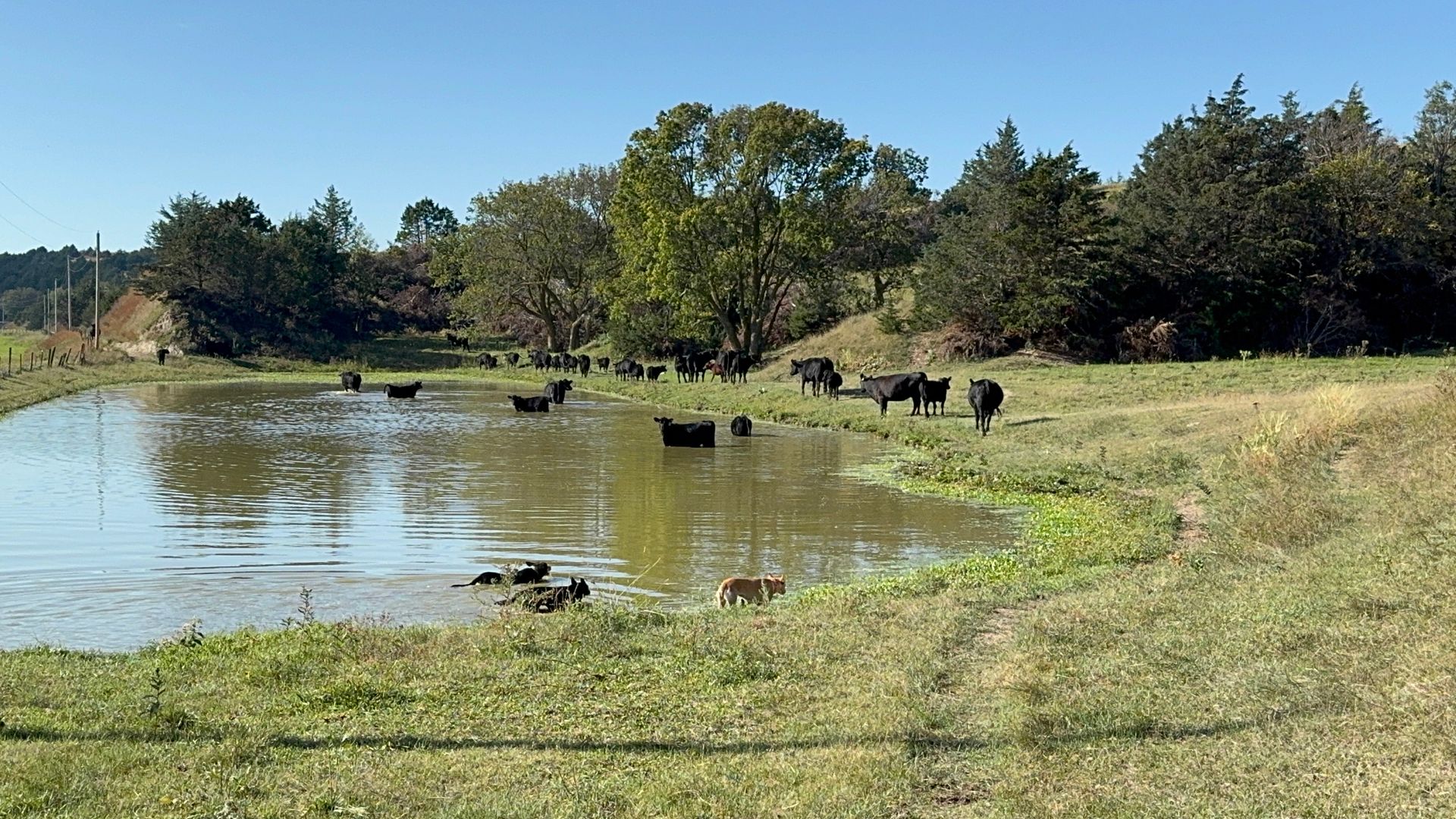 Fall Cattle Work