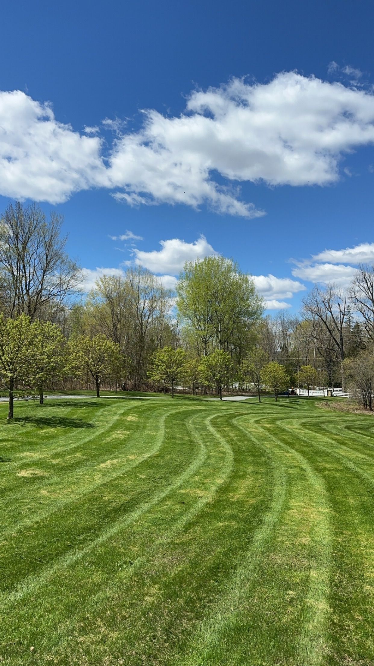Pelouse ensoleillée d'un parc, herbe fraîchement tondue, arbres et ciel bleu parsemé de nuages ​​blancs.