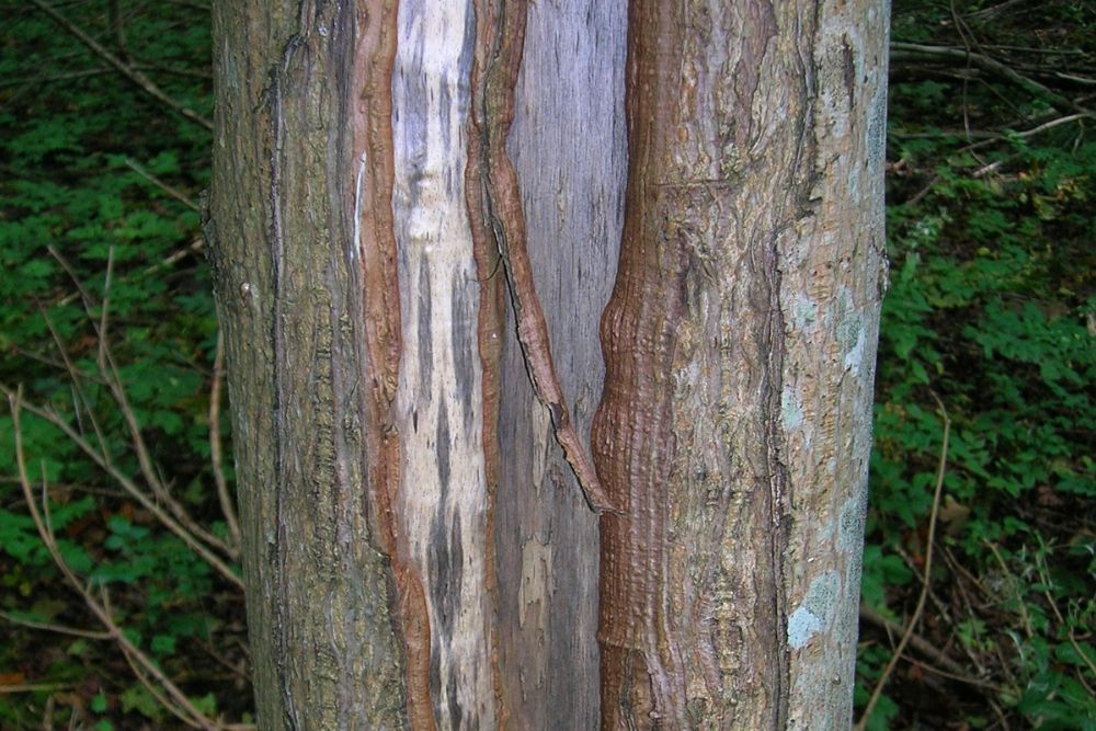 A close-up of a tree trunk with a vertical section of bark peeled away, exposing the smooth, light-colored wood beneath.