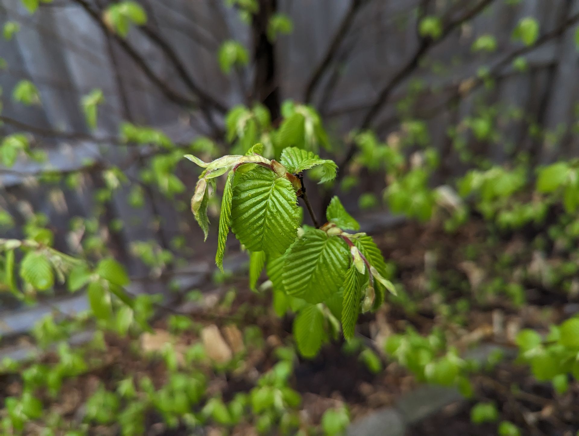 Green leaves emerging from tree branches against a blurred background.