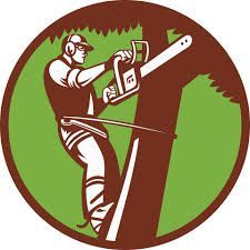 A man is cutting a tree with a chainsaw in a circle.