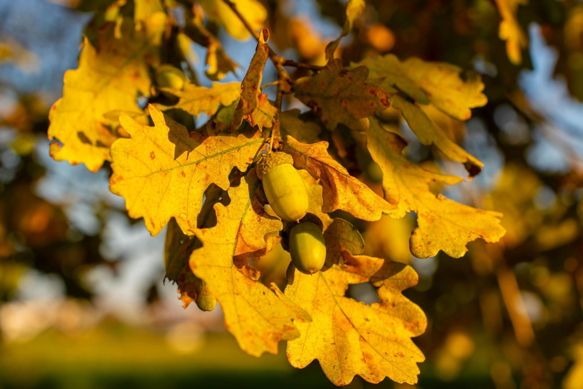 Yellow oak leaves and acorns on a branch in warm sunlight