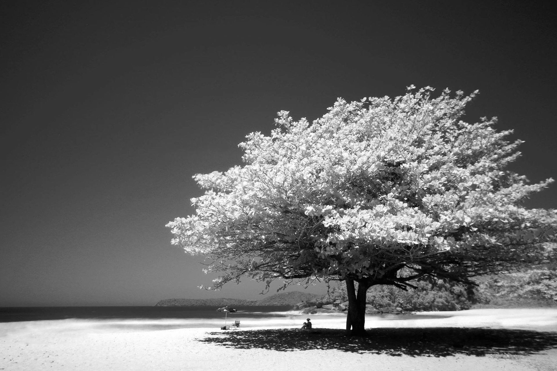 A tree on a beach with bright foliage, shadow cast on sand, ocean and sky in background.