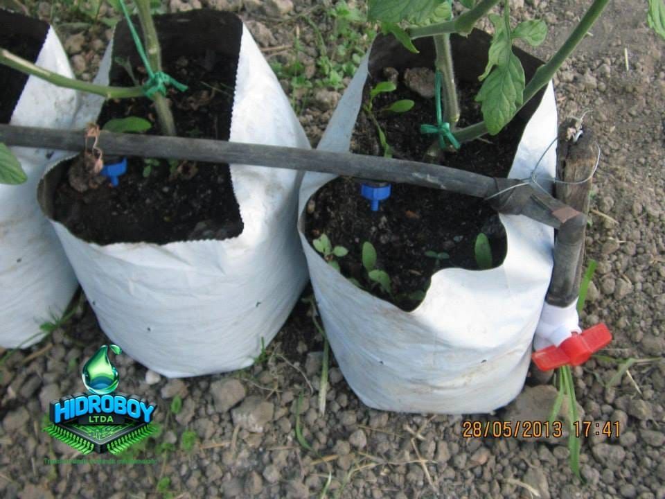 Dos plantas en macetas, dentro de bolsas de cultivo blancas atadas con correas de soporte negras, sobre suelo de grava.