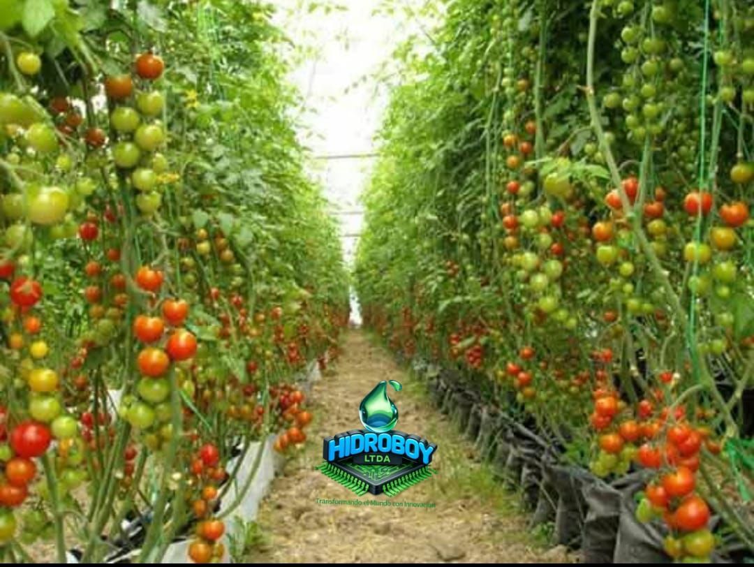 Hileras de tomateras en un invernadero, cargadas de tomates maduros rojos y verdes.