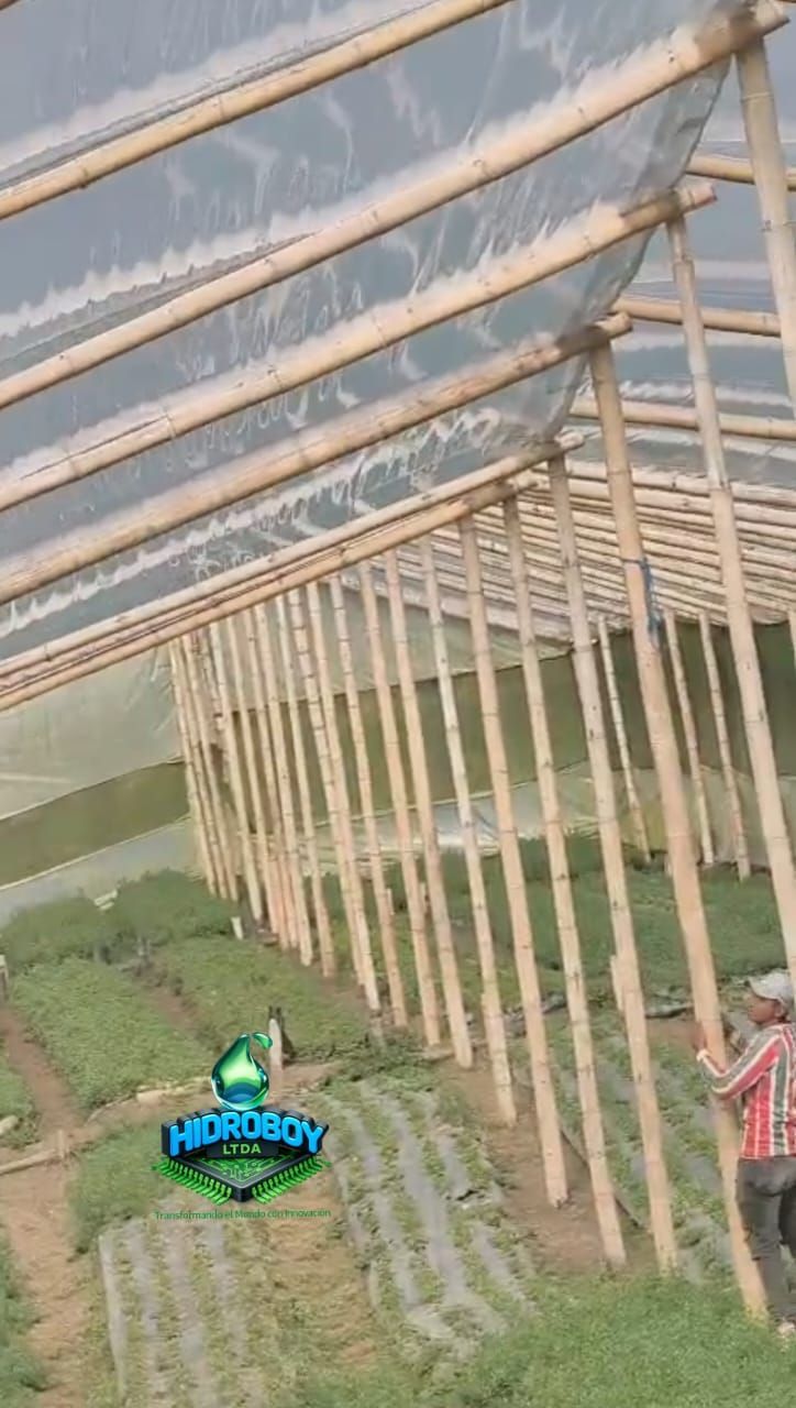 Un invernadero en construcción con estructura de postes de madera y techo de plástico sobre cultivos verdes.