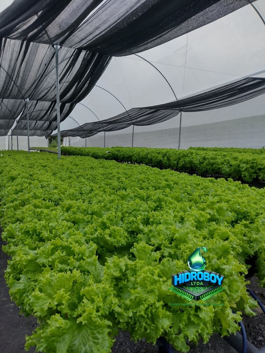 Plantas de lechuga creciendo en un invernadero bajo una malla de sombreo negra.
