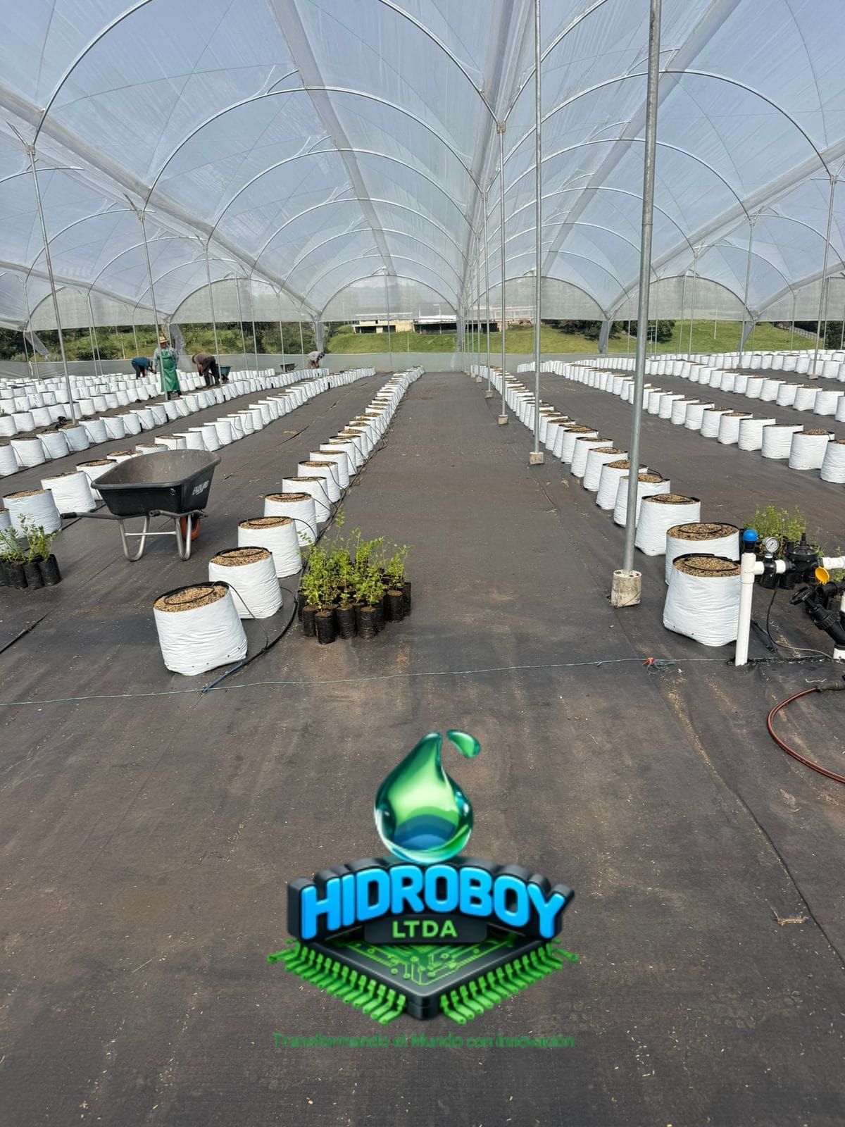 Invernadero hidropónico con hileras de cubos de cultivo blancos y un pasillo central bajo un dosel curvo.