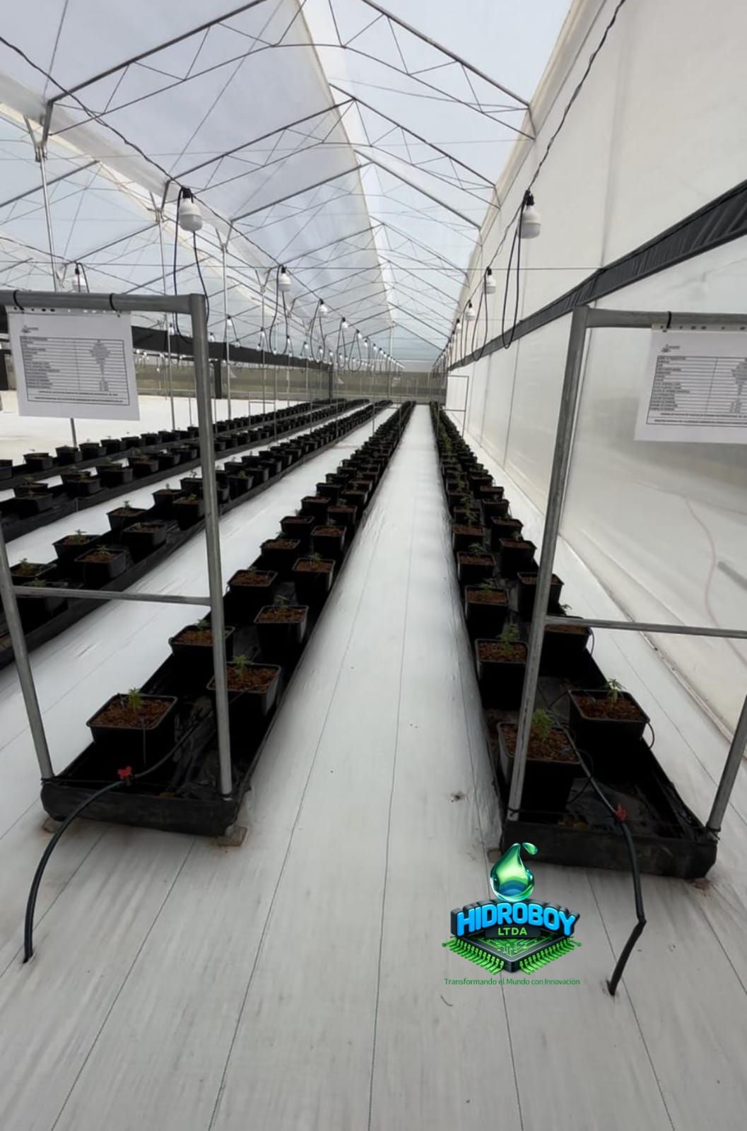 Pasillo de invernadero con filas de bandejas negras para plantas en estantes bajo un techo translúcido.