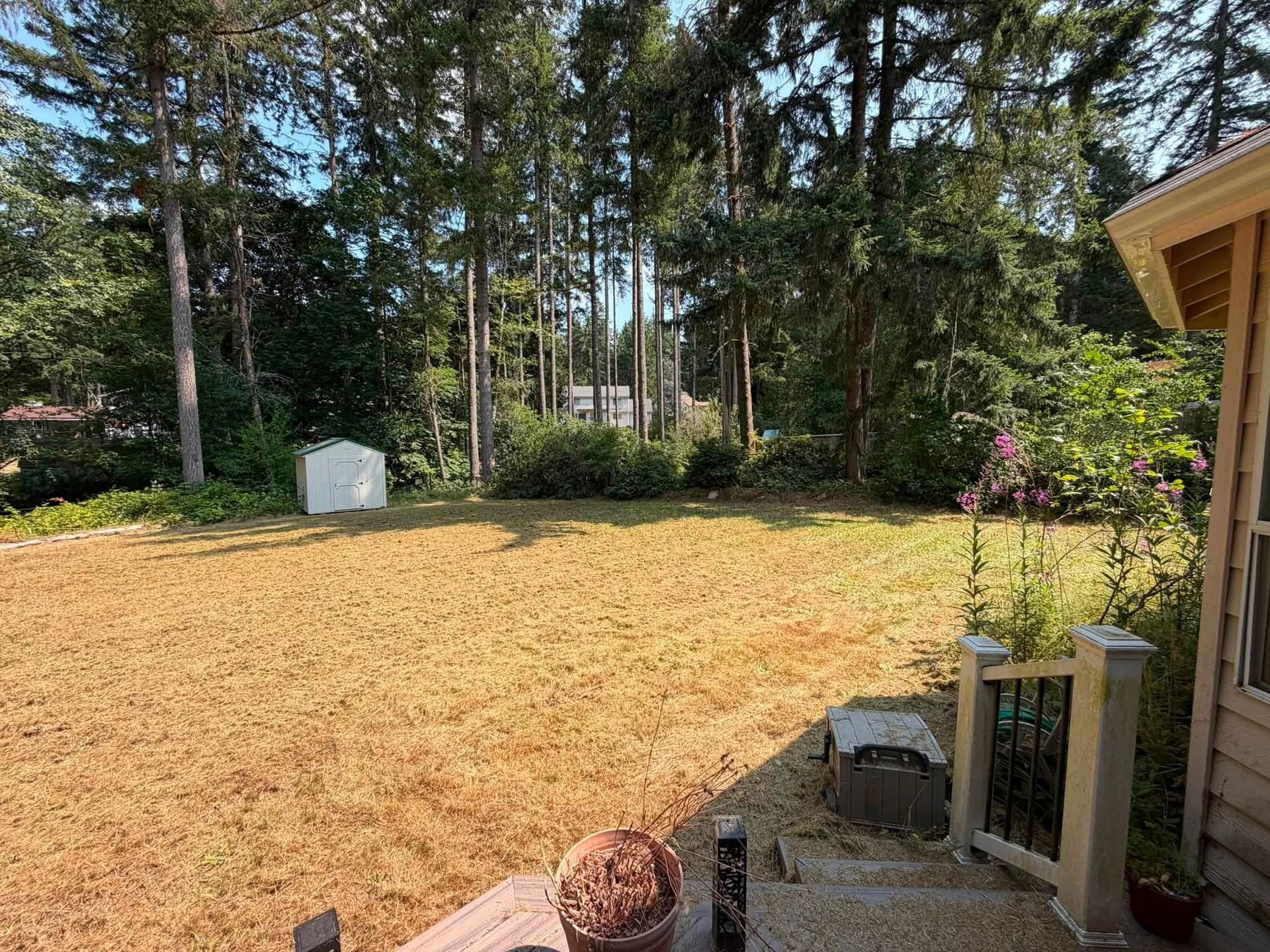 Sunny backyard with fresh straw-covered lawn, tall trees, and a small shed in the background