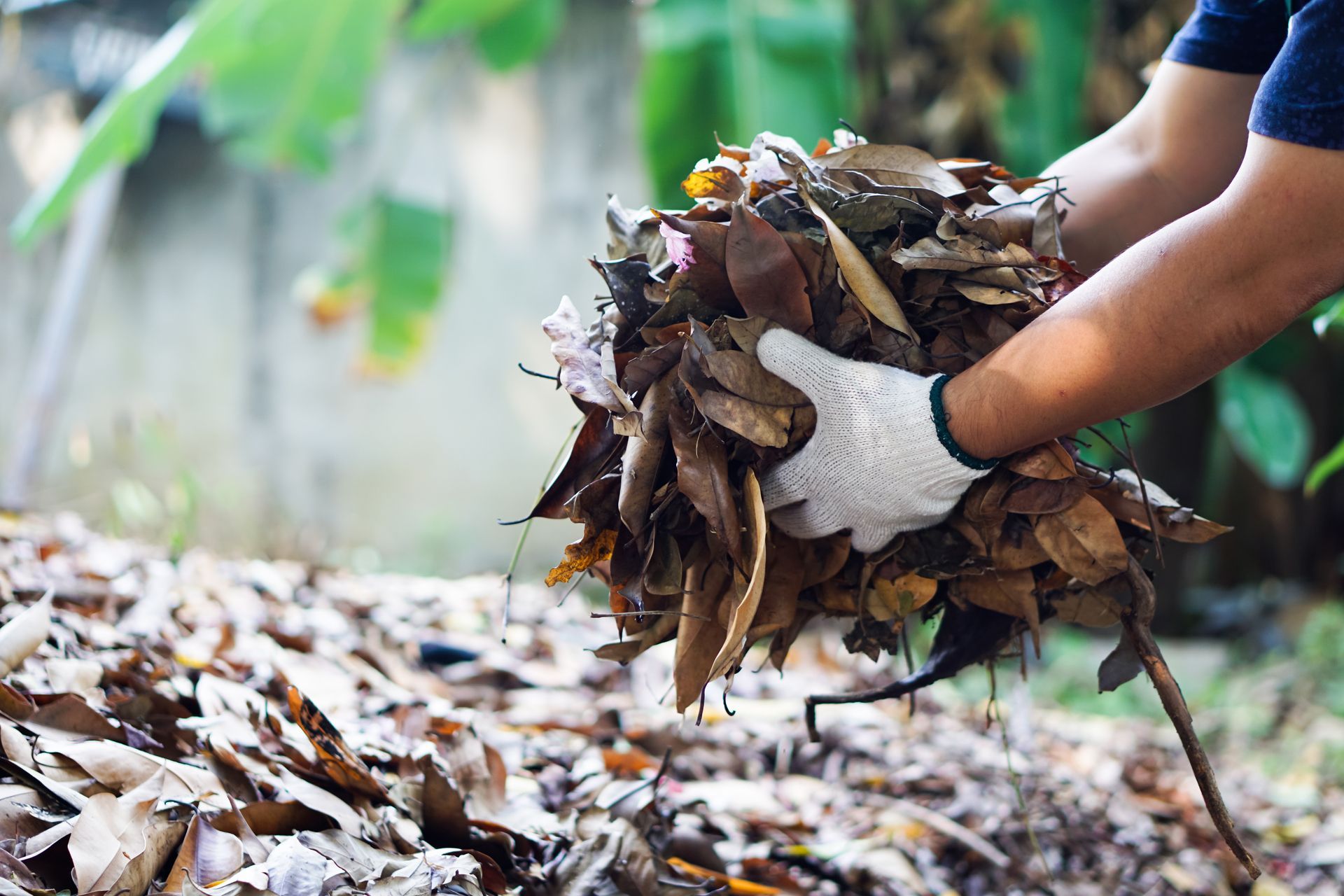 Gloved hands collecting dry leaves into a pile outdoors