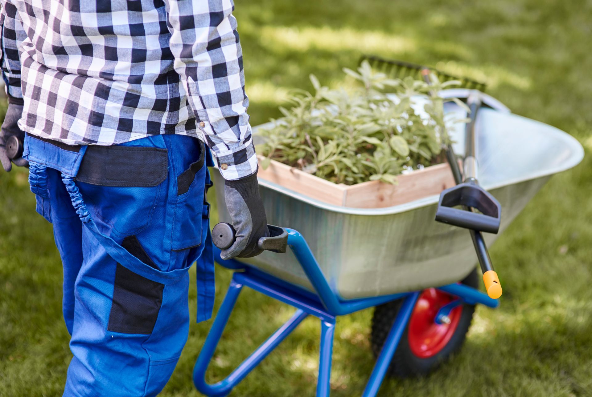 Person pushing a blue wheelbarrow filled with plants in a garden