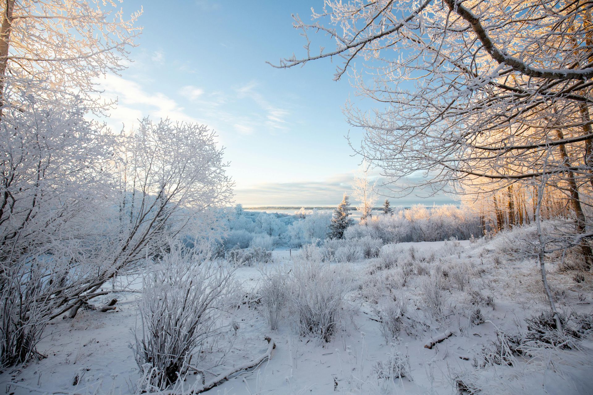 Snow-covered landscape with frosted trees and bushes under a clear blue sky.