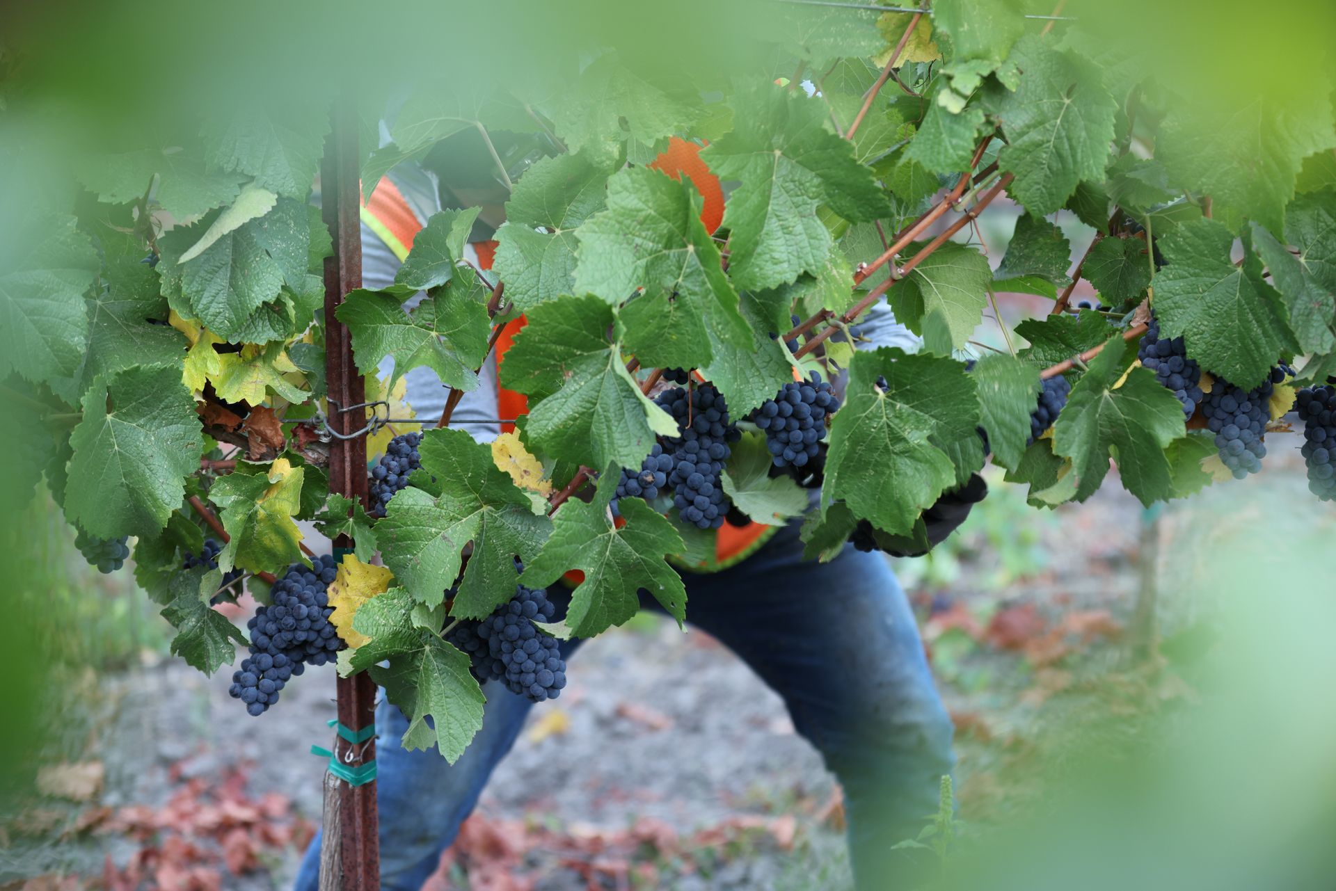 Pinot Noir Grapes Being Harvested
