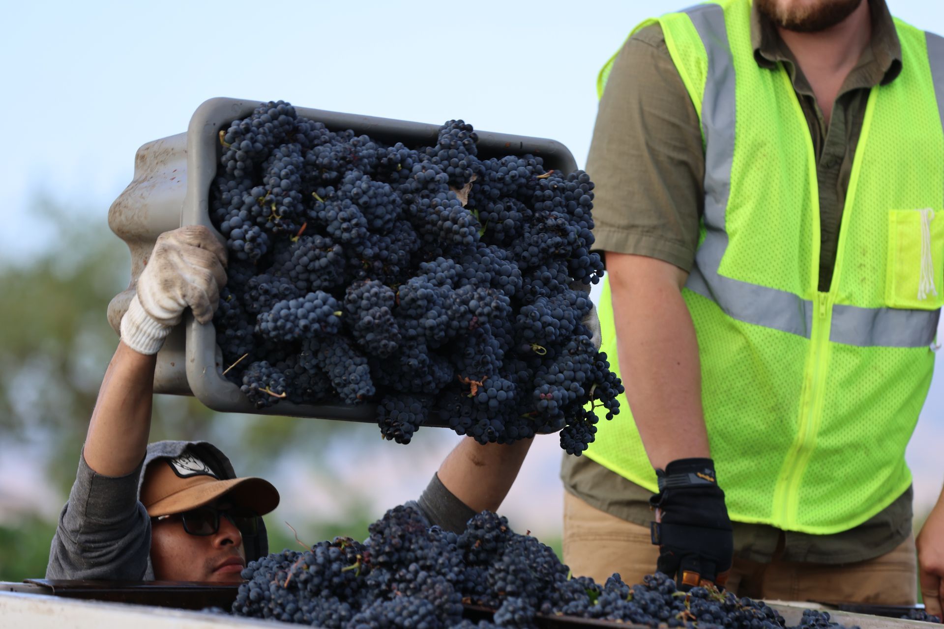 Pinot Noir Grapes Being Harvested