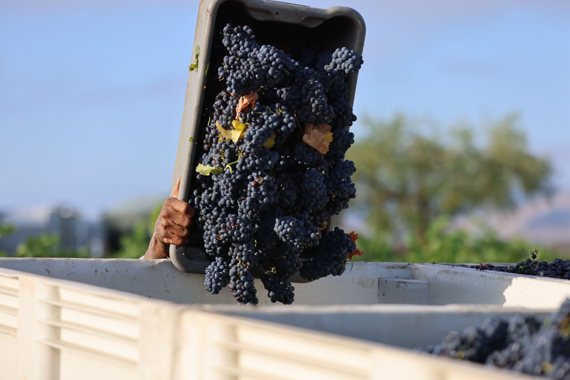 Pinot Noir Grapes Being Harvested
