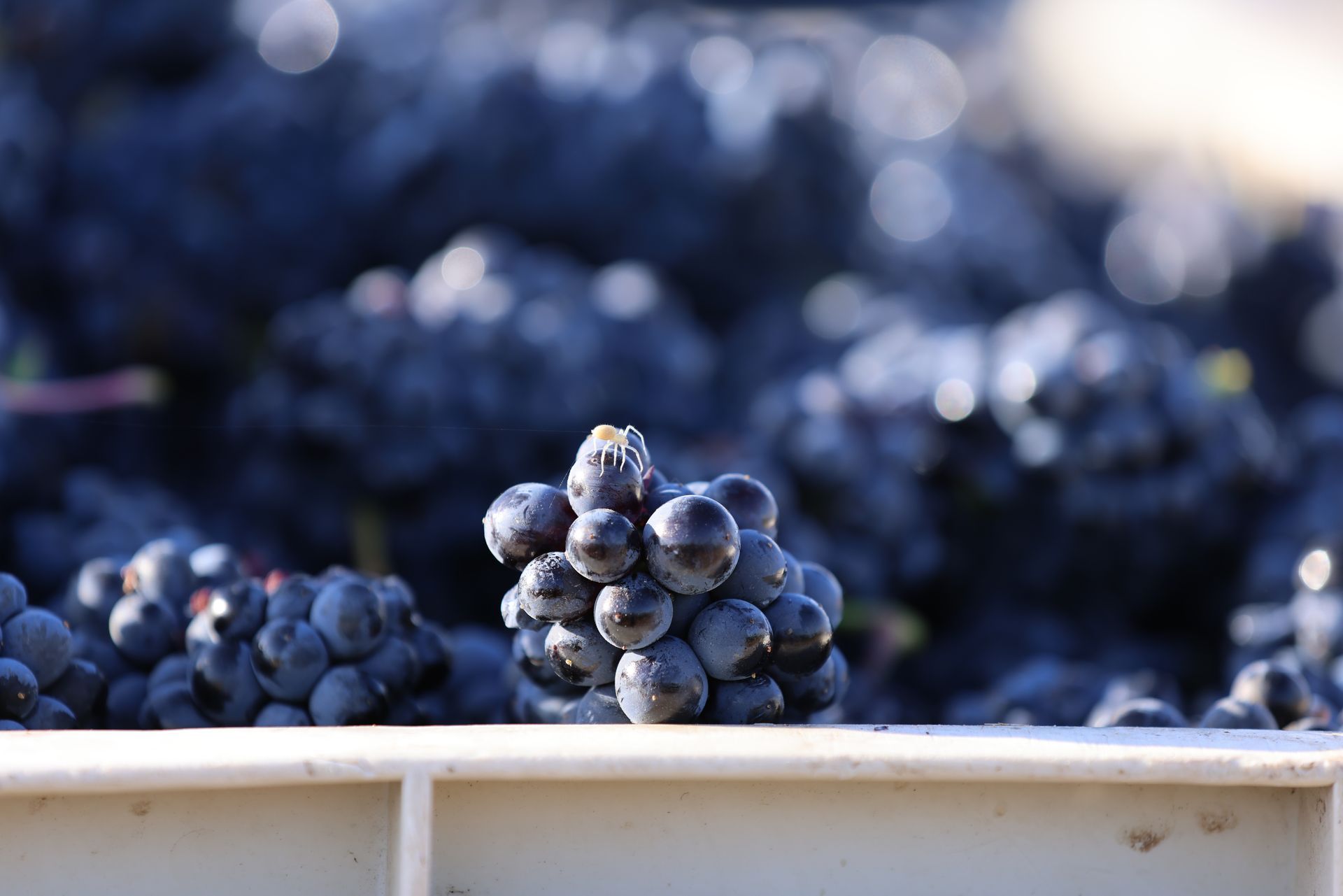 Pinot Noir Grapes Being Harvested
