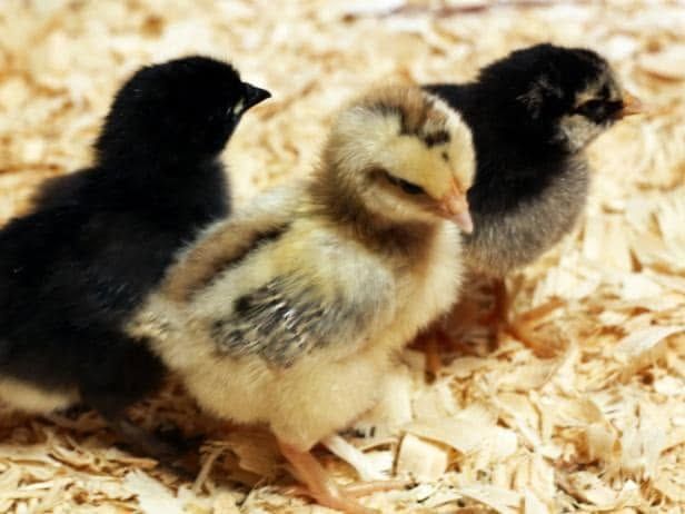 Three baby chicks huddled together on straw bedding, one yellow and two black.