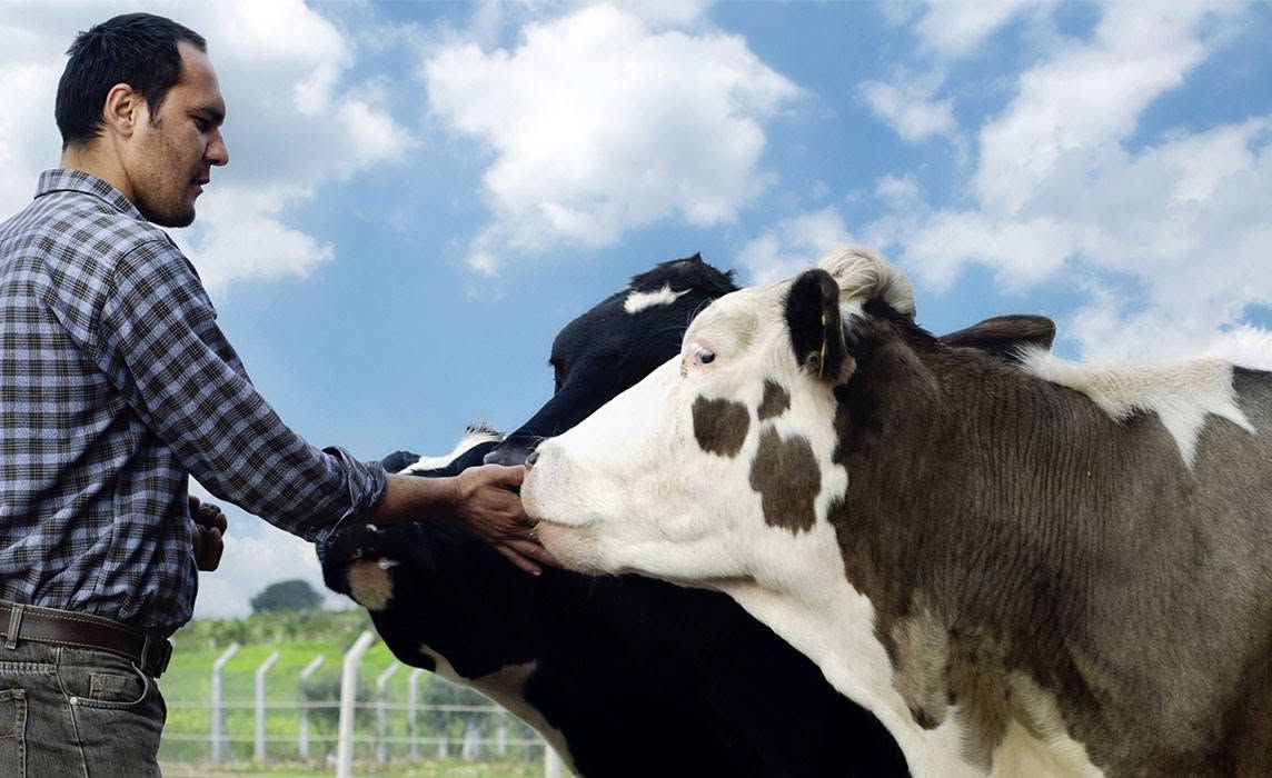 Man feeding a black-and-white cow outdoors under a cloudy sky