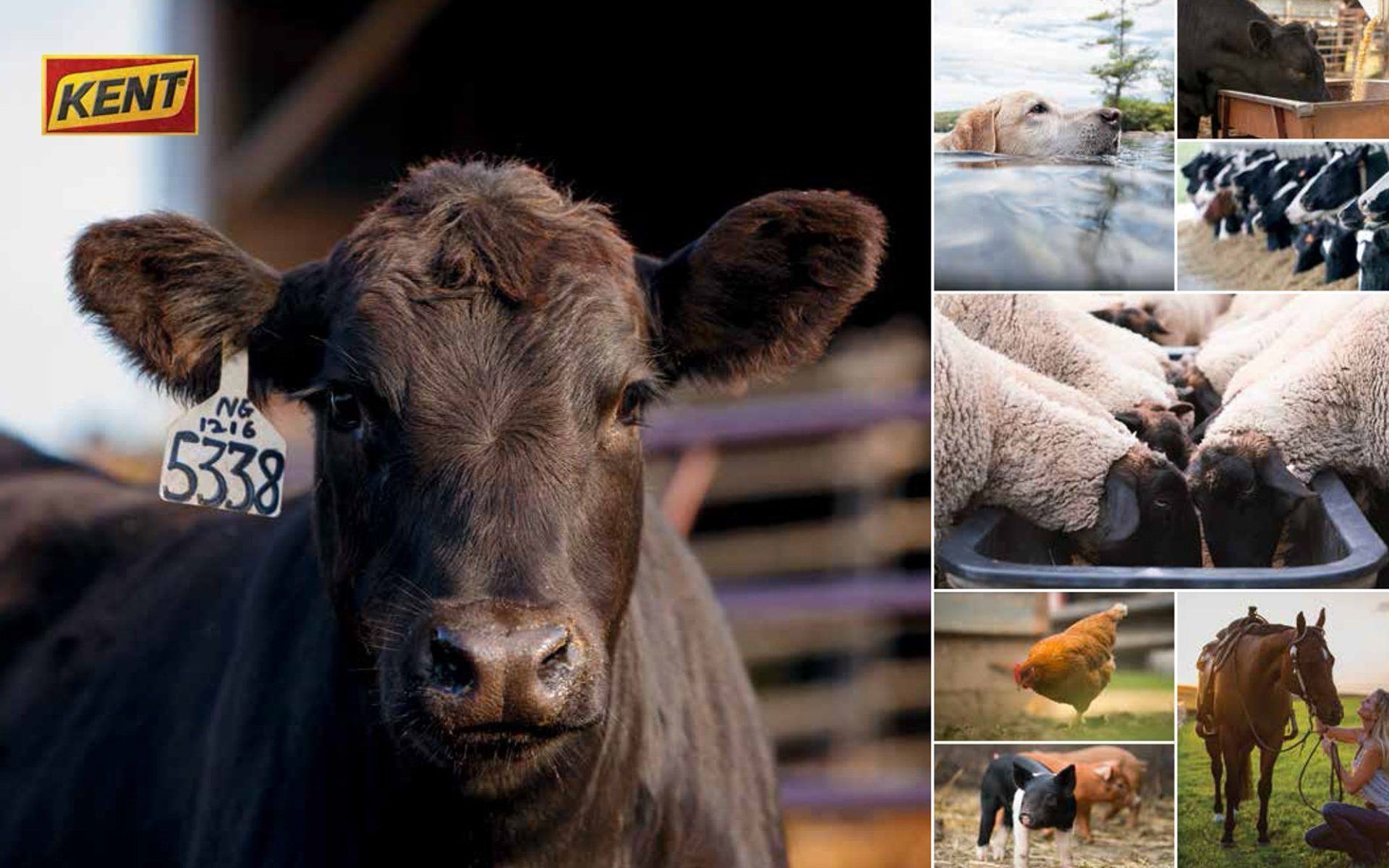 Black cow with ear tag in a collage of dairy farm scenes, including cattle, close-ups, and pasture views