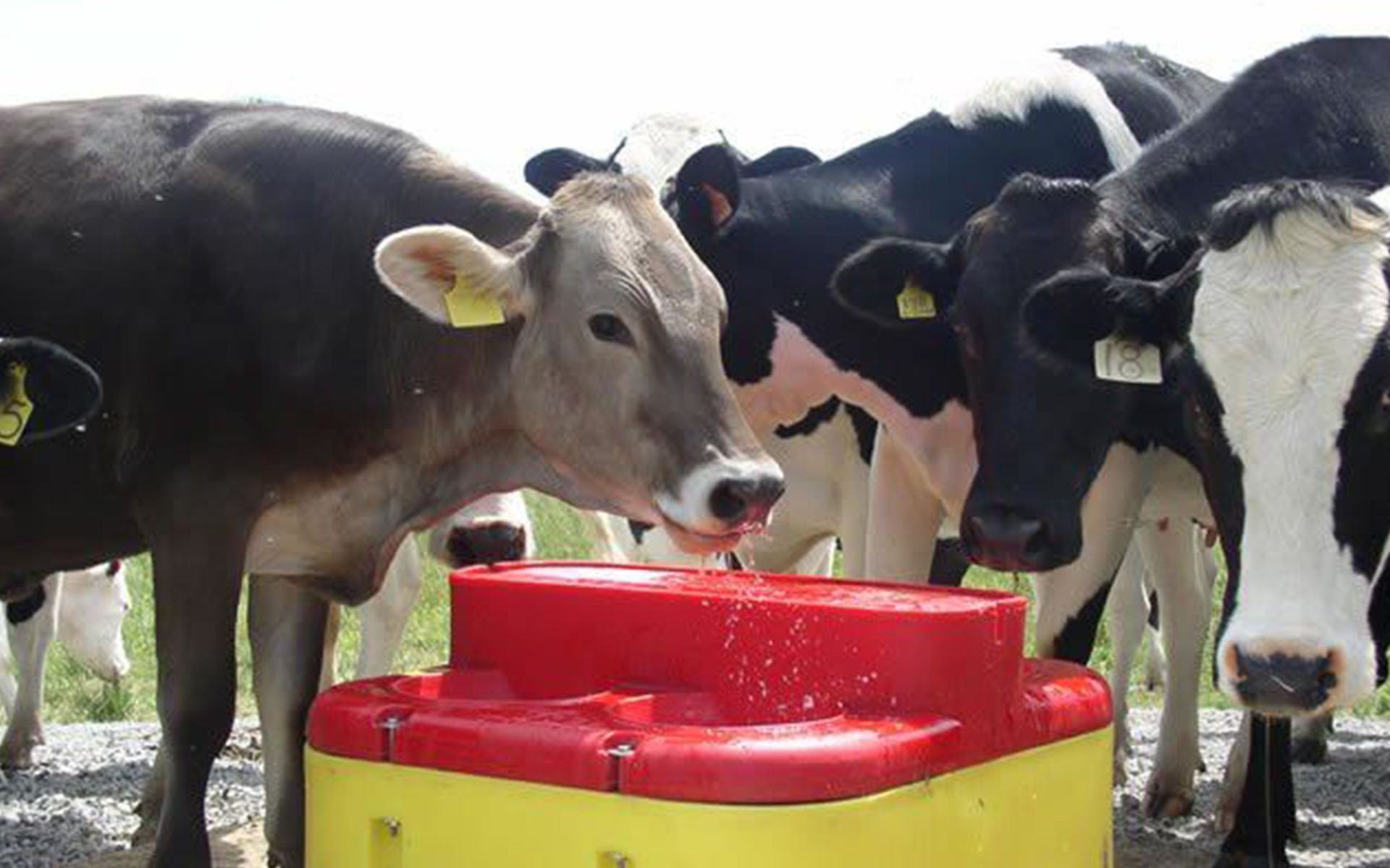 Cows drinking from a red and yellow trough outdoors