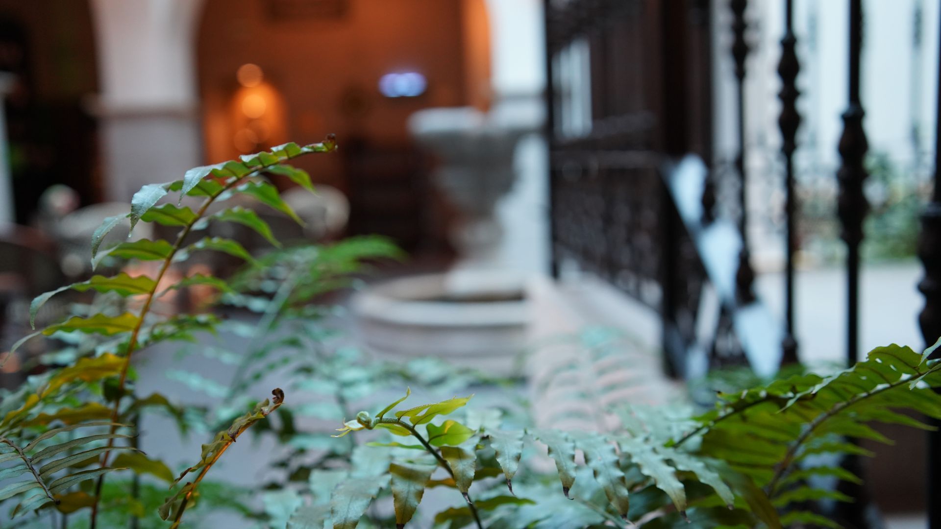 A close up of a plant in a garden with a blurry background.