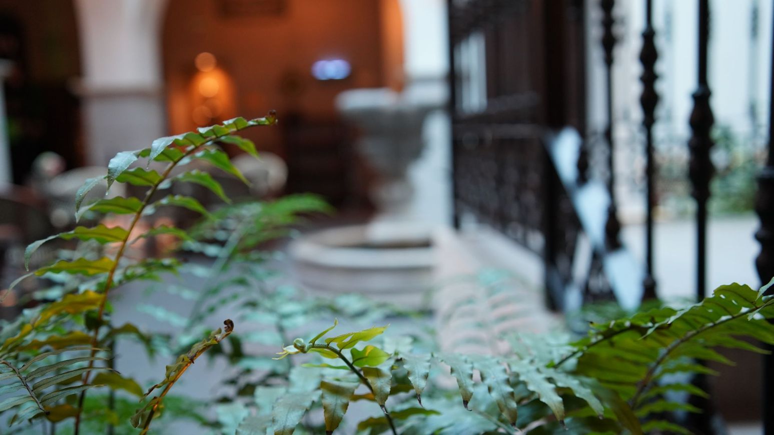 Un primer plano de una planta en un jardín con un fondo borroso.