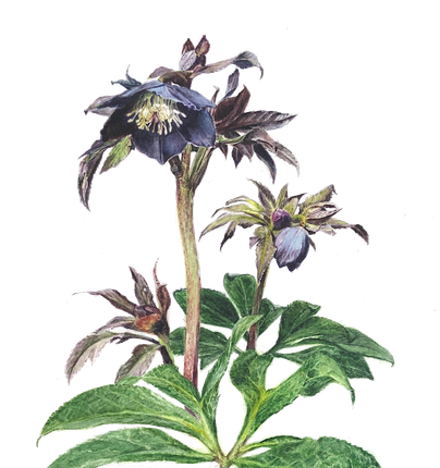 Hellebore in Black by Lisa Maxwell