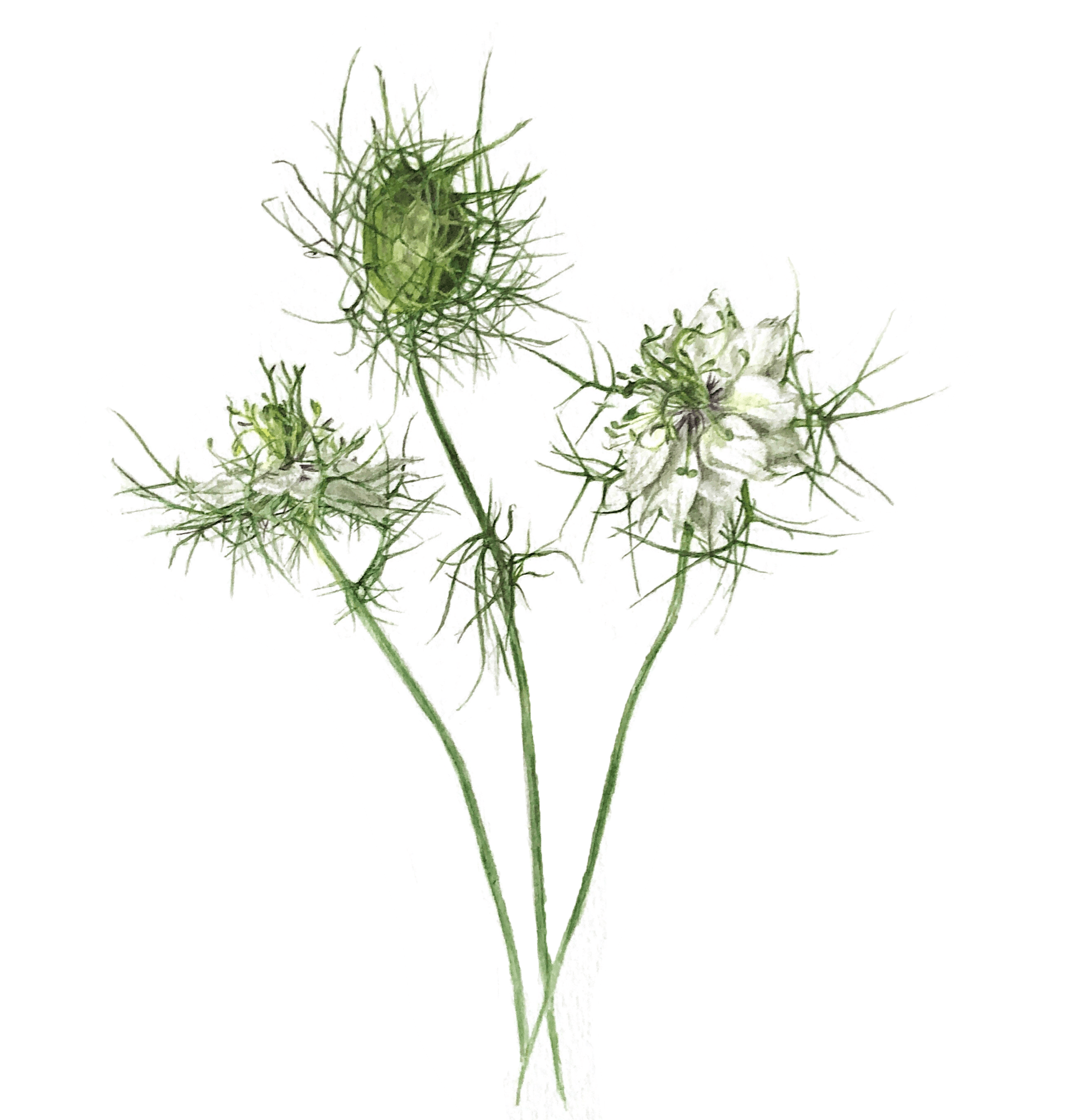Nigella Love in a Mist by Lisa Maxwell