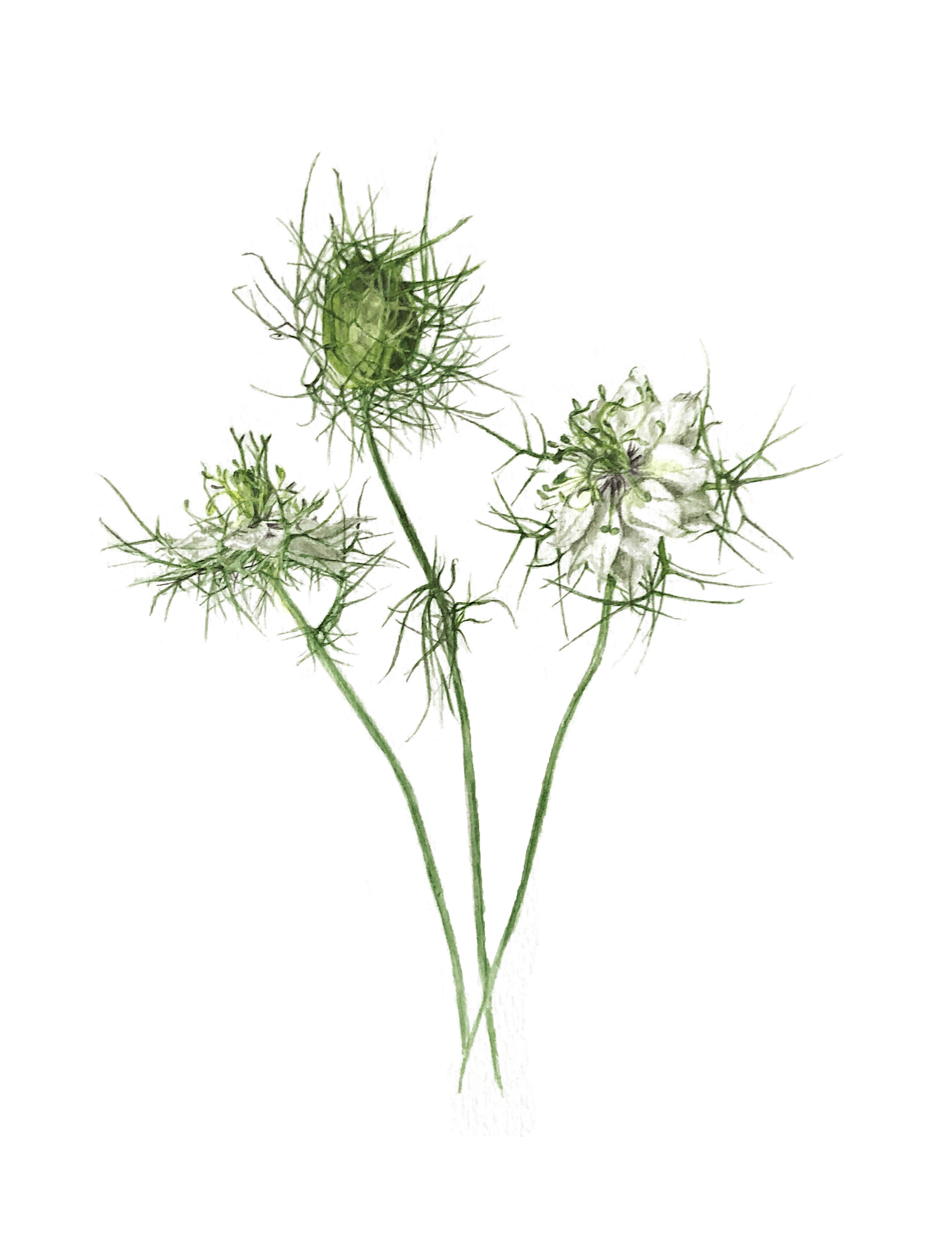 Nigella Love in a Mist by Lisa Maxwell