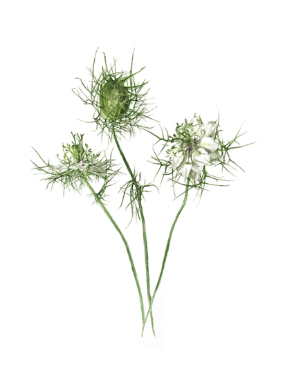 Nigella Love in a Mist by Lisa Maxwell