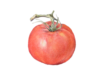 Hand Picked Tomato by Lisa Maxwell