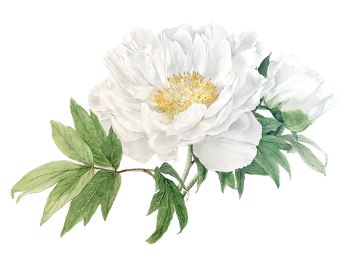 Zoe's Tree Peony by Lisa Maxwell