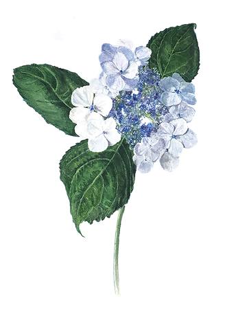 Hydrangea Blue Billow by Lisa Maxwell