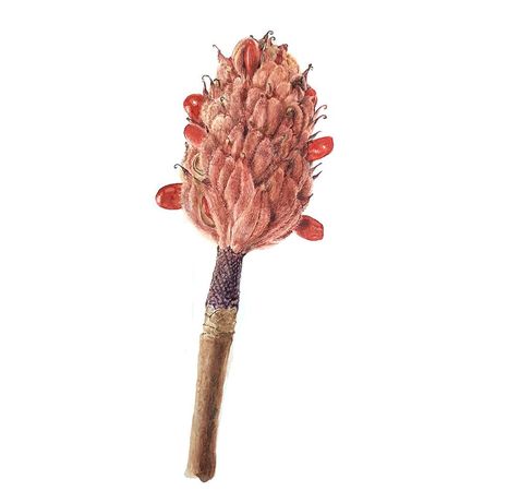 Magnolia Seed Pod by Lisa Maxwell