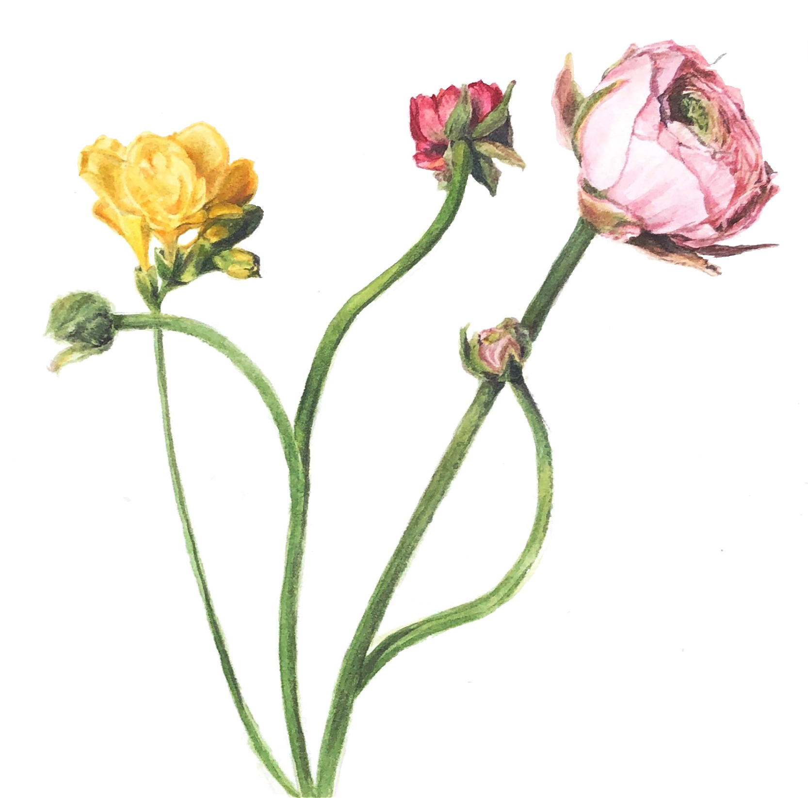 Ranunculus and Fresia Bouquet by Lisa Maxwell