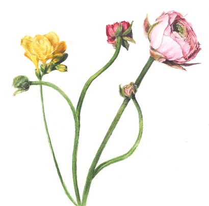Ranunculus and Fresia Bouquet by Lisa Maxwell