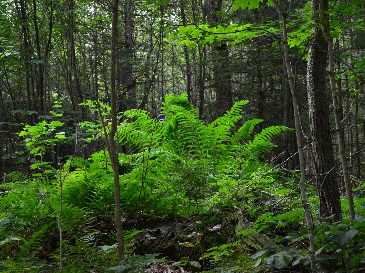 Lush green ferns and trees in a dense forest understory