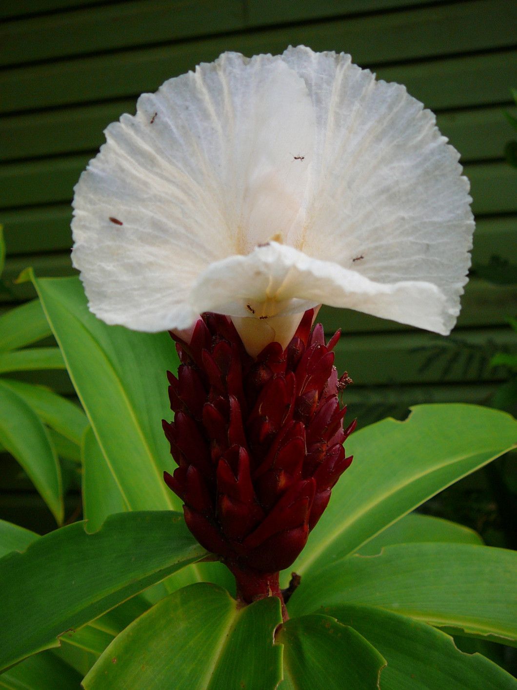White flower with a red center and green leaves against a dark background