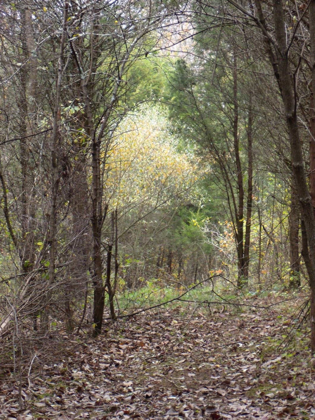 Narrow woodland path under bare trees, with green and yellow foliage in the background.