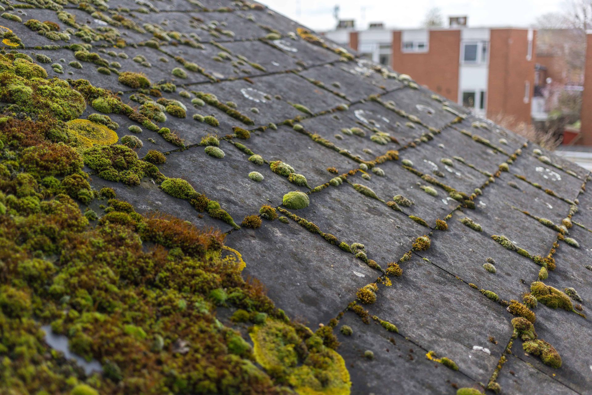 Moss-covered dark gray shingled roof with patches of green lichen, city buildings blurred in background