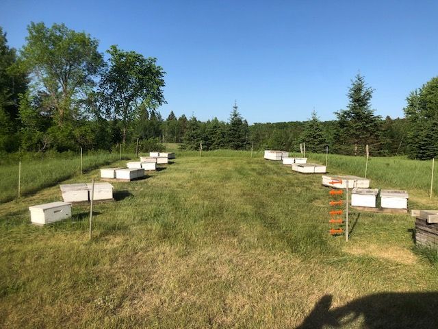 Neatly arranged rows of beehive boxes in a grassy field surrounded by trees on a sunny day.